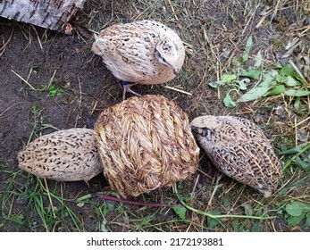 young quail has fun feeding in barn - Shutterstock ID 2172193881