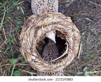 young quail has fun feeding in barn - Shutterstock ID 2172193883