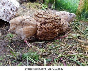 young quail has fun feeding in barn - Shutterstock ID 2172193887