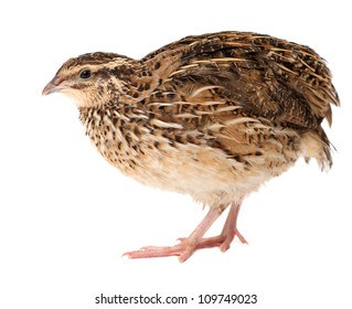 Young quail isolated on white background - Shutterstock ID 109749023
