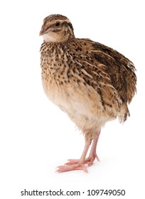 Young quail isolated on white background - Shutterstock ID 109749050