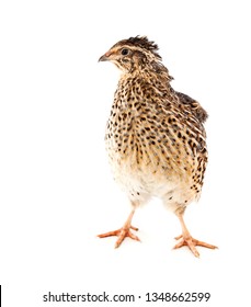 Young quail on a white background - Shutterstock ID 1348662599