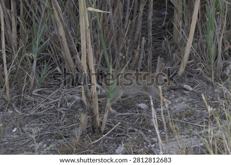 Young Rabbit Exploring Tejo River Wetlands Among Reeds Naturally