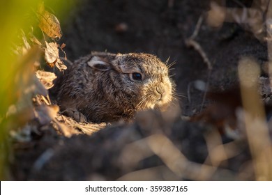 Young Rabbit In Hole