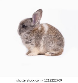 1,025 Bunny Side Profile Images, Stock Photos & Vectors | Shutterstock