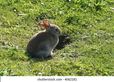 Young Rabbit Waiting By Burrow