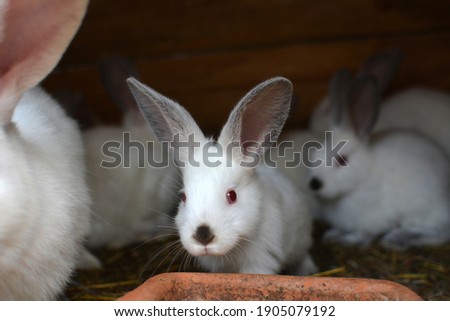 An young rabbits of the Californian breed