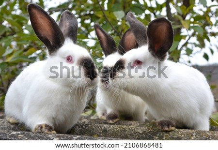 An young rabbits of the Californian breed