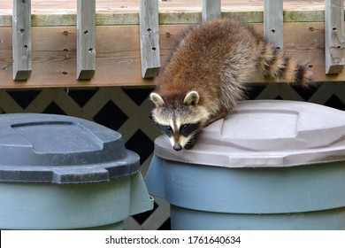 Young Raccoon Investigates Garbage Cans