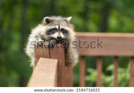 Young raccoon resting on wooden railing.
