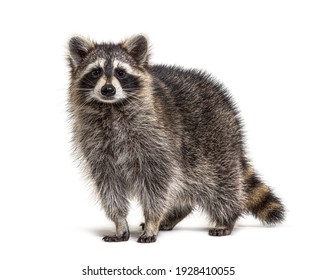 Junge Raccoon, die vor der Kamera steht und auf Weiß gerichtet ist