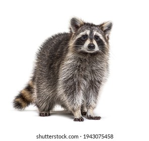 Young Raccoon standing in front and facing, Looking at the camera isolated on white
