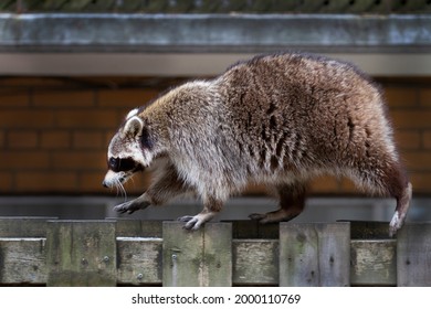 A Young Raccoon Walking Along A Backyard Fence.