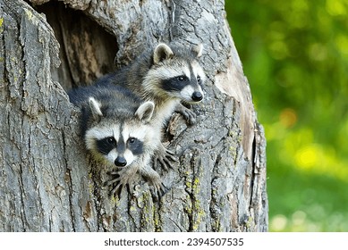 Young Raccoons in a Tree  