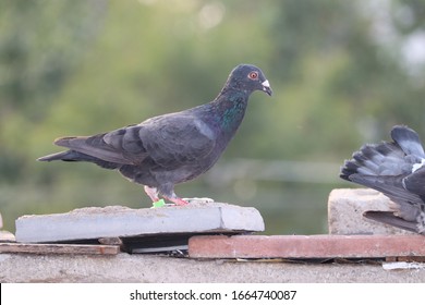 Young Racing Homer Pigeon Birds