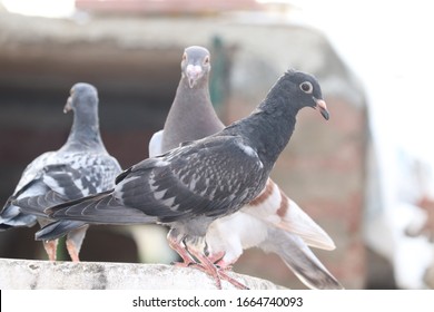 Young Racing Homer Pigeon Birds