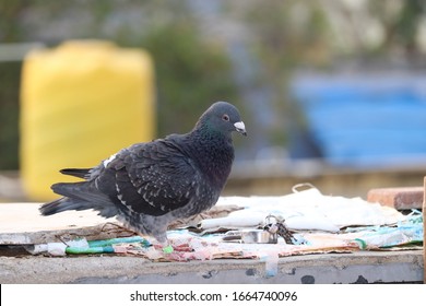 Young Racing Homer Pigeon Birds