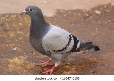 Young Racing Homer Pigeon Birds