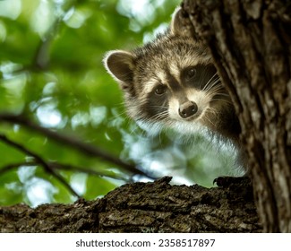 un racoon joven con un pico alrededor de un árbol