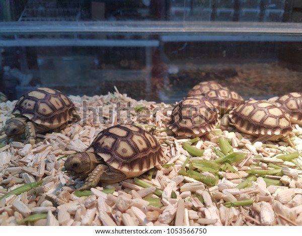 tortoise cabinet