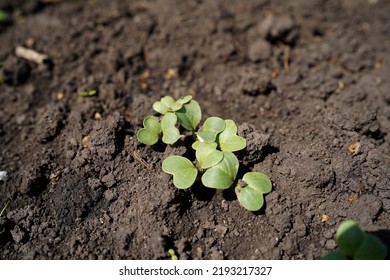 A Young Radish Seedling Sprouts In The Soil In A Greenhouse, Close-up.