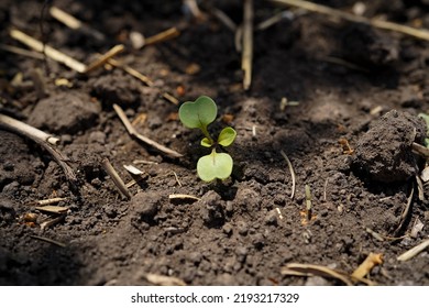 A Young Radish Seedling Sprouts In The Soil In A Greenhouse, Close-up.