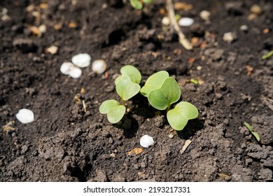 A Young Radish Seedling Sprouts In The Soil In A Greenhouse, Close-up.