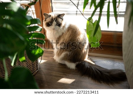 Young rag doll cat, brown and white with a blue eyes is sitting front of window near green plants  and looking to camera