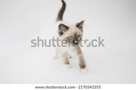 young ragdoll cat with blue eyes blue mitted