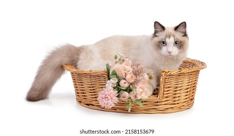 Young Ragdoll Cat Six Months Old In Basket With Flowers On White Background