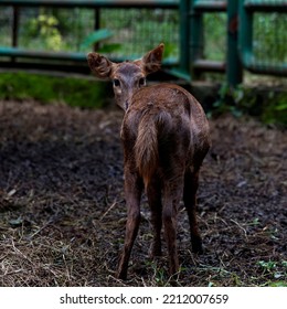 Young Raindeer At The Field  