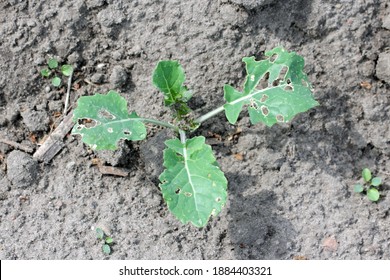 Young Rapeseed Plant Damaged By Flea Beetles
