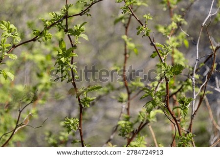 Young Raspberry Leaves Emerging on Wild Berry Canes in Spring; Horizontal