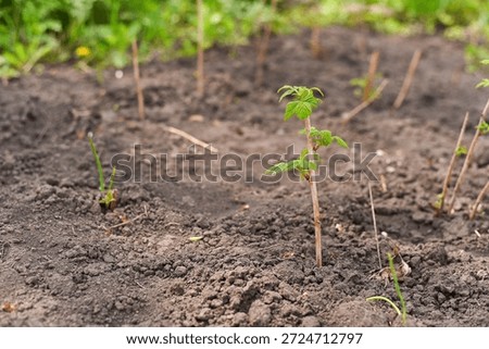 Young raspberry plants emerging from soil in garden plot. start of growing season. small green sprouts raspberries planted on fertile ground. raspberry bushes in garden in spring.