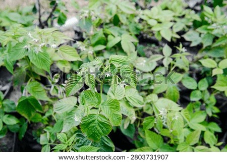 Young raspberry plants show small white flowers and green leaves.