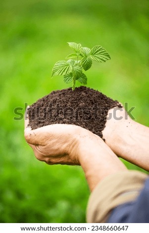young raspberry seedling in farmer hands on a blurred background