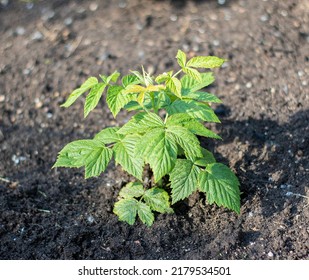 a young raspberry seedling grows in a garden on black fertile land - Shutterstock ID 2179534501