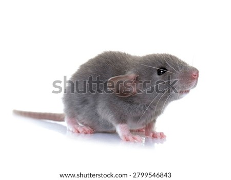 young rat in front of white background