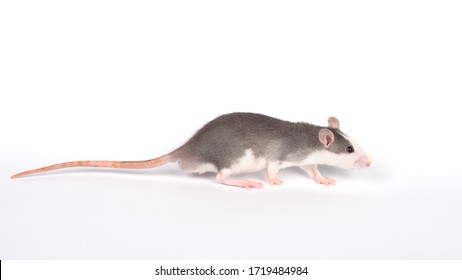 Young Rat Isolated On White. Rodent Pets. Domesticated Rat Close Up. Gray Rat With Long Tail Full Length Cut Out On White Background.