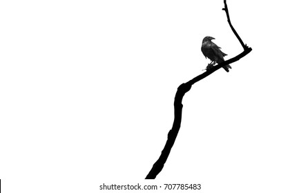 Young raven sitting on a branch over a white background