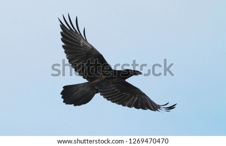 A young raven takes off into the blue sky, top view, close-up.