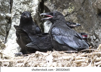 Young Ravens Are Sitting In A Nest On A Slope