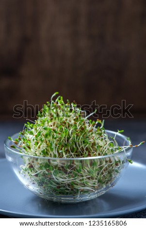 Young raw sprout microgreen, alfa alfa micro greens, vitamin and energy diet, vegan healthy food