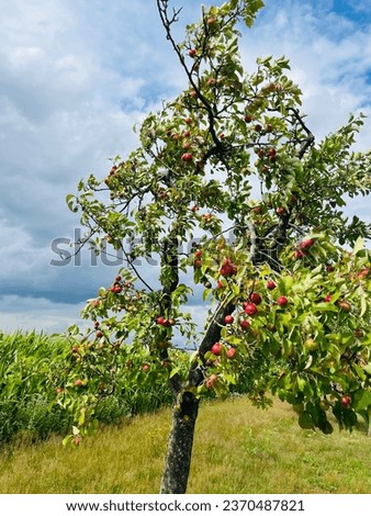 Young red apples on the apple tree, green field with apple trees
