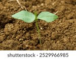 young red bean plants just growing in the farmland. concept of agriculture, environment