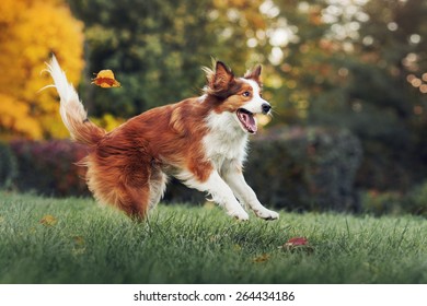 Young Red Border Collie Dog Playing With Leaves In Autumn