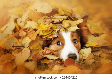 Young Red Border Collie Dog Playing With Leaves In Autumn