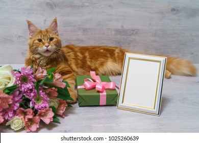 Young Red Cat Of Maine Coon Breed Lying On Wooden Table With Colorful Bouquet Of Roses, Chrysanthemum And Alstroemeria Flowers With Gift Box And Empty Photoframe