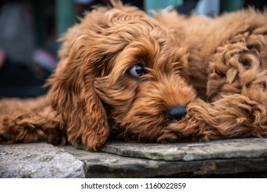 cockapoo ginger puppy