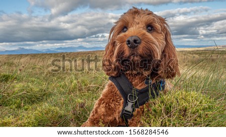 A young red cockapoo sitting in a field on Holehead in the Campsie Fells, Scotland